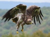 Steinadler 111